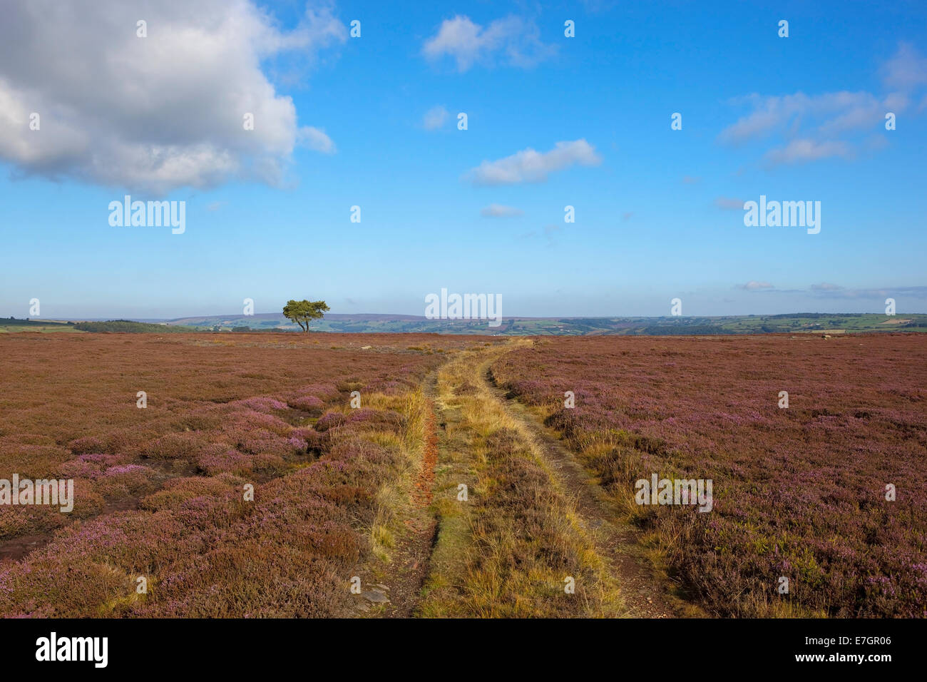 Ferme landes robuste avec un arbre et Lone Pine une toile de fond pittoresque sur le North York Moors en automne Banque D'Images