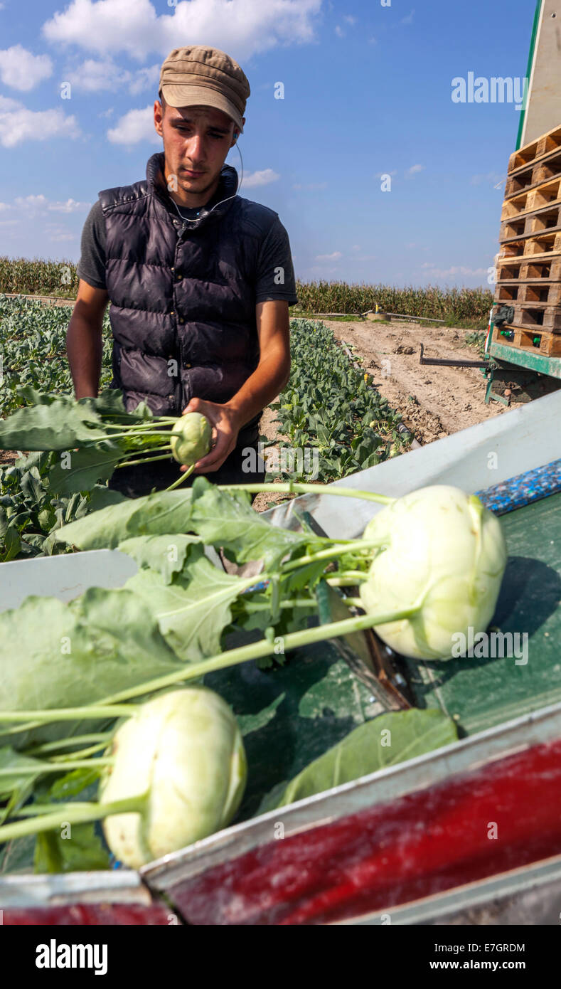 Les cueilleurs roumains récoltent le champ de kohlrabi Bohemia, République Tchèque récolte de kohlrabi Banque D'Images