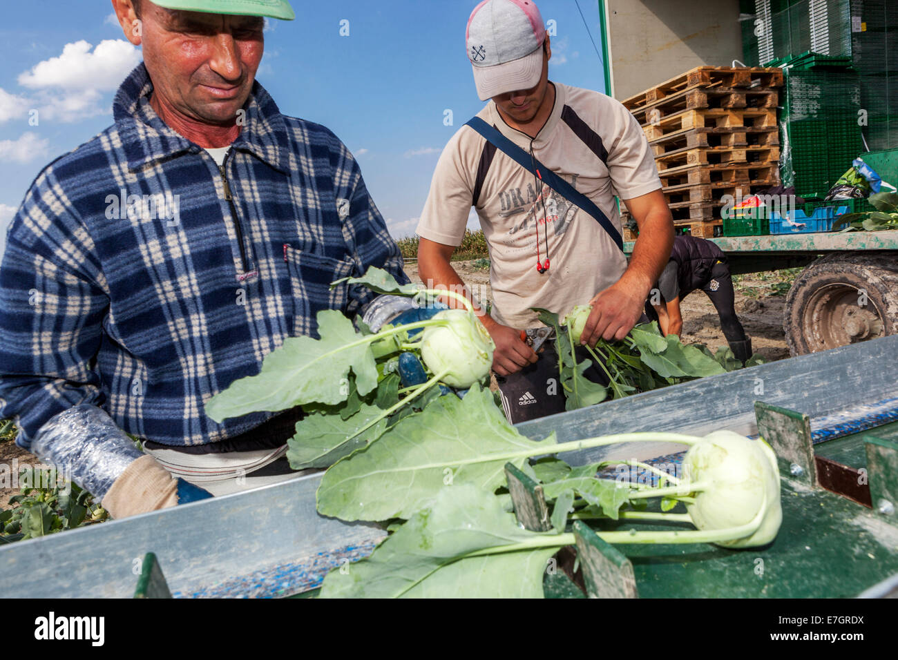 Les cueilleurs roumains récoltent le champ de kohlrabi Bohême centrale, République tchèque récolte de kohlrabi Banque D'Images