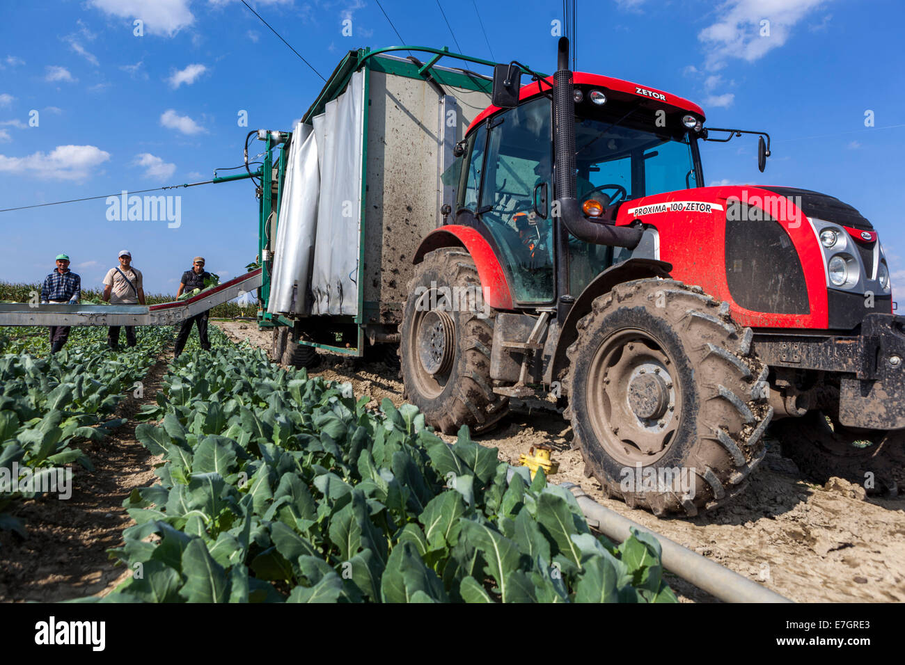 Les pickers roumains récoltent le champ de kohlrabi Bohême centrale, République tchèque Banque D'Images