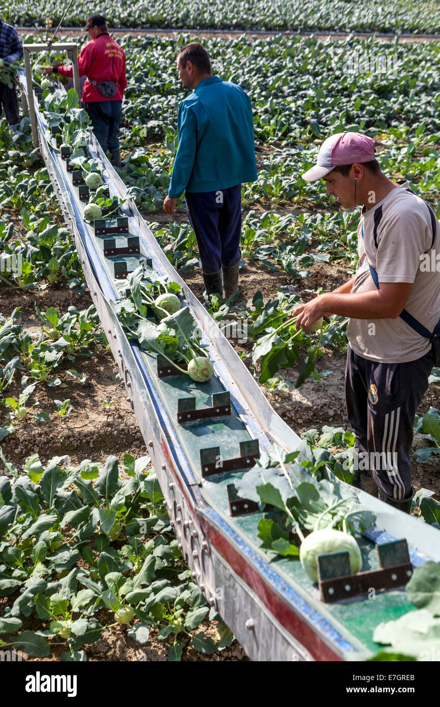 Les pickers roumains récoltent le champ de kohlrabi Bohême centrale, République tchèque Banque D'Images