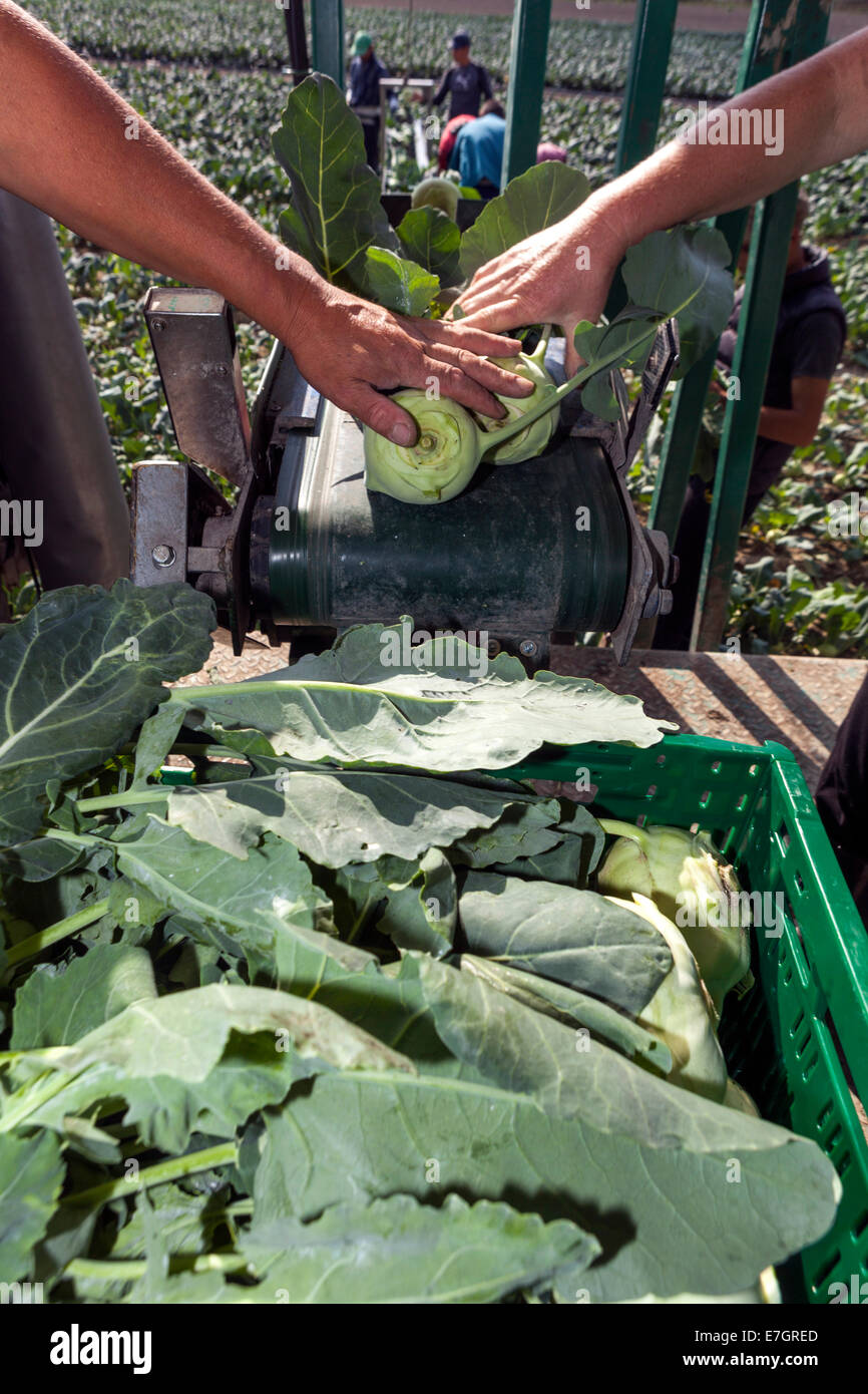 Les pickers roumains récoltent la Bohême du champ de kohlrabi, République tchèque Banque D'Images