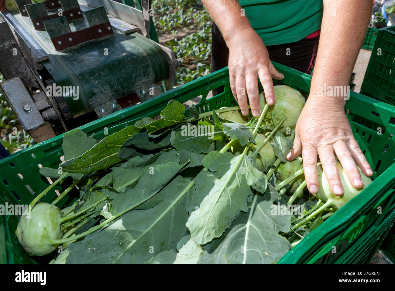 Les pickers roumains récoltent la Bohême du champ de kohlrabi, République tchèque Banque D'Images