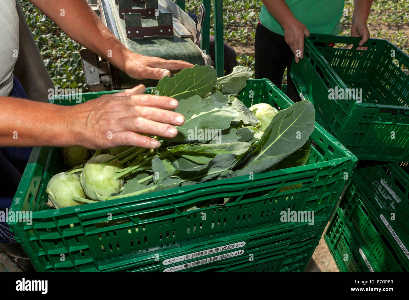 Les pickers roumains récoltent le champ de kohlrabi Bohême centrale, République tchèque Banque D'Images