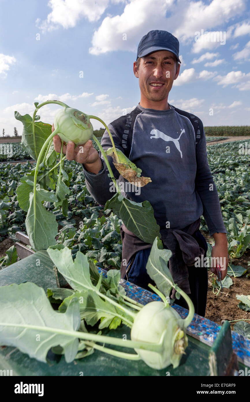 Des pickers roumains pour récolter le champ de kohlrabi près de la ville de Celakovice. Région Elbe Bohême Centrale, Agriculteur De La République Tchèque Banque D'Images