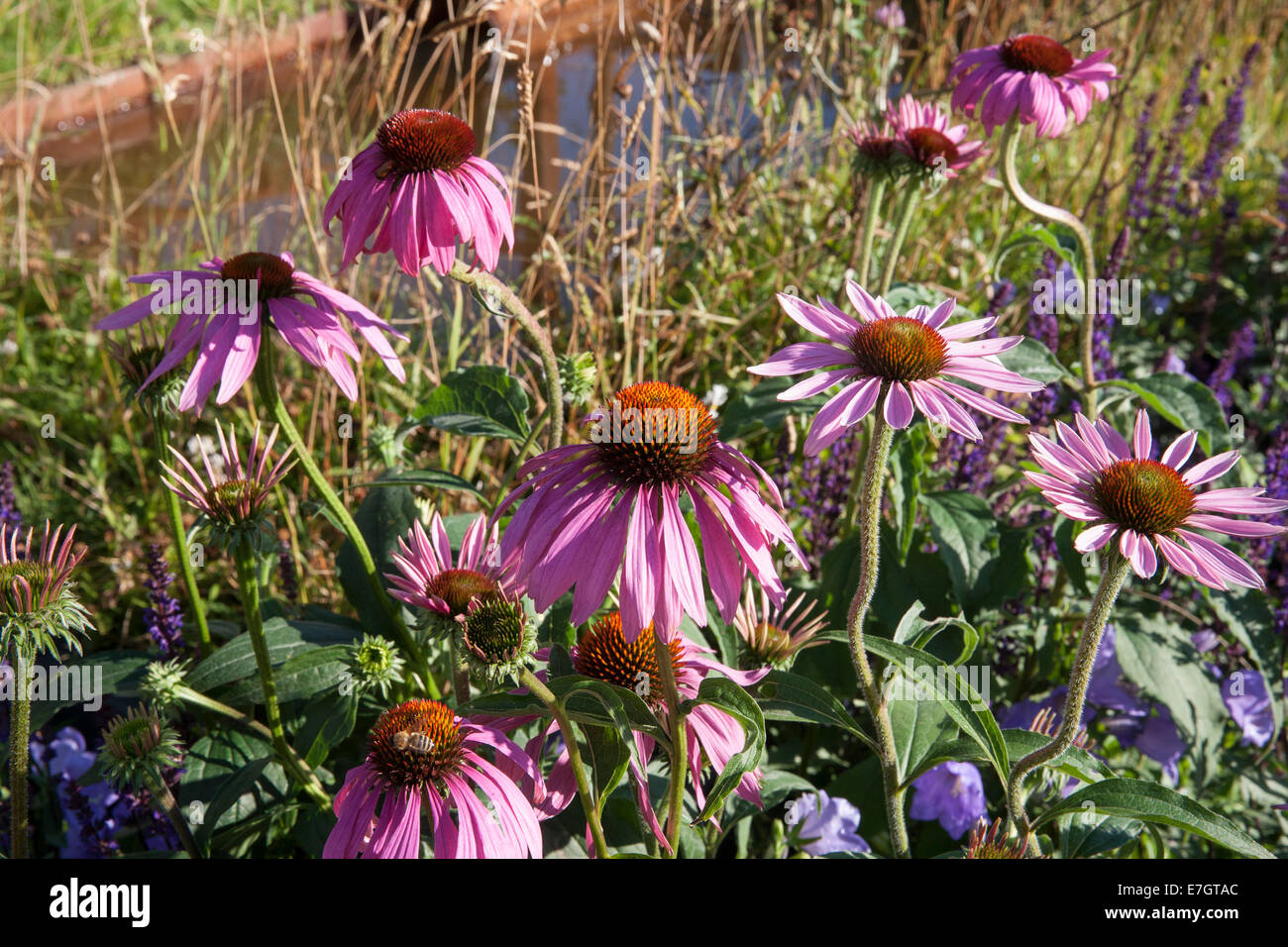 Jardin - Maggie's jardin forestier - Echinacea purpurea - Designers - Amanda Waring et Laura Arison - Promoteur Banque D'Images