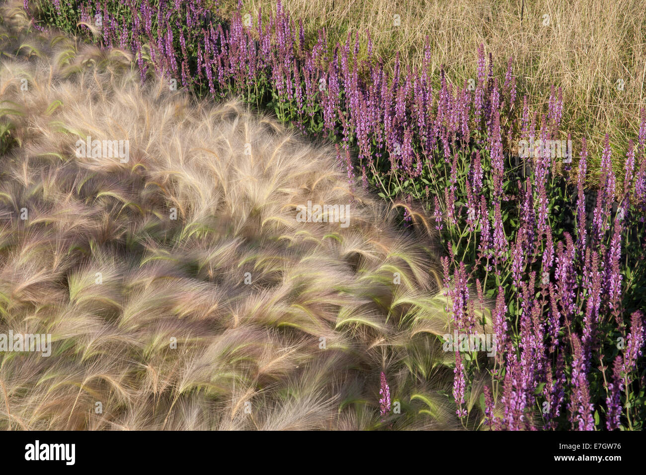 Jardin - voir le vent - bordures de bordure d'herbe ornementale - plantation d'herbe d'orge ornement Hordeum jubatum Salvia nemorosa 'Amethyst' - Royaume-Uni Banque D'Images