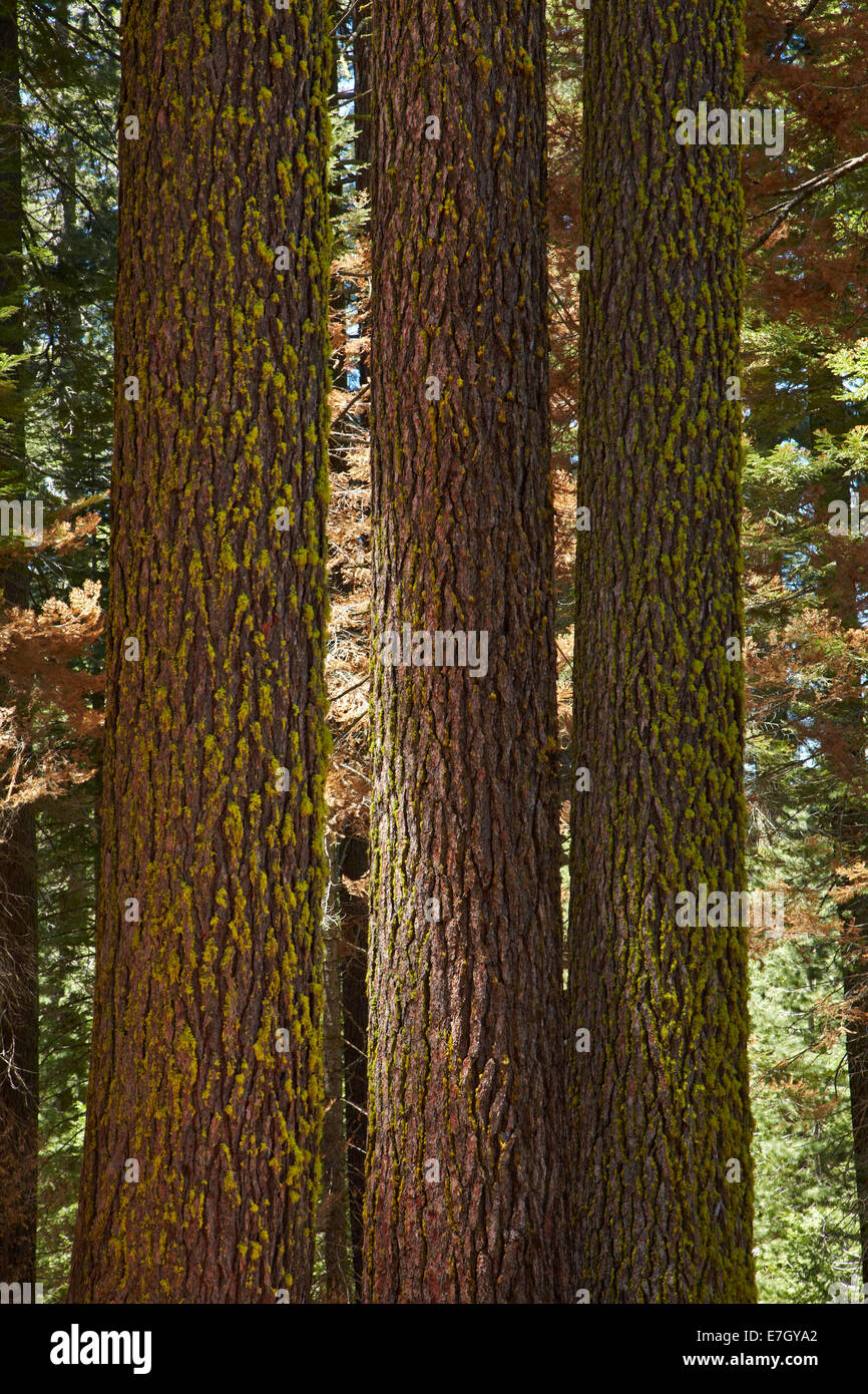 Les troncs des arbres, Sequoia Tuolumne Grove, près de Crane plat, Yosemite National Park, California, USA Banque D'Images