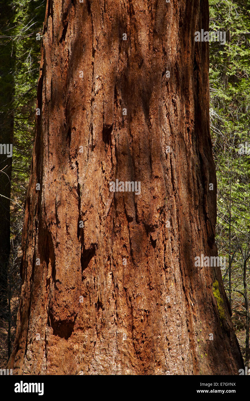 Le séquoia géant tronc de l'arbre, près de Grove, Tuolumne Crane plat, Yosemite National Park, California, USA Banque D'Images