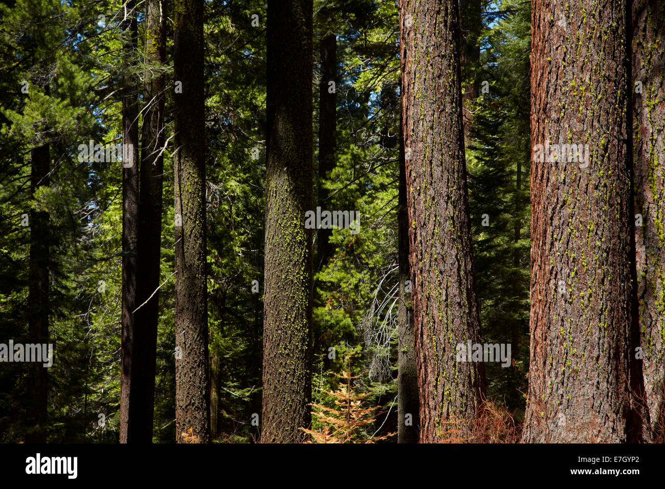 Les troncs des arbres, Sequoia Tuolumne Grove, près de Crane plat, Yosemite National Park, California, USA Banque D'Images
