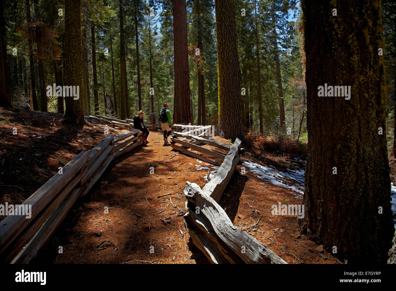 Les touristes sur la voie d'arbres Séquoia à Grove, près de Tuolumne Crane plat, Yosemite National Park, California, USA Banque D'Images