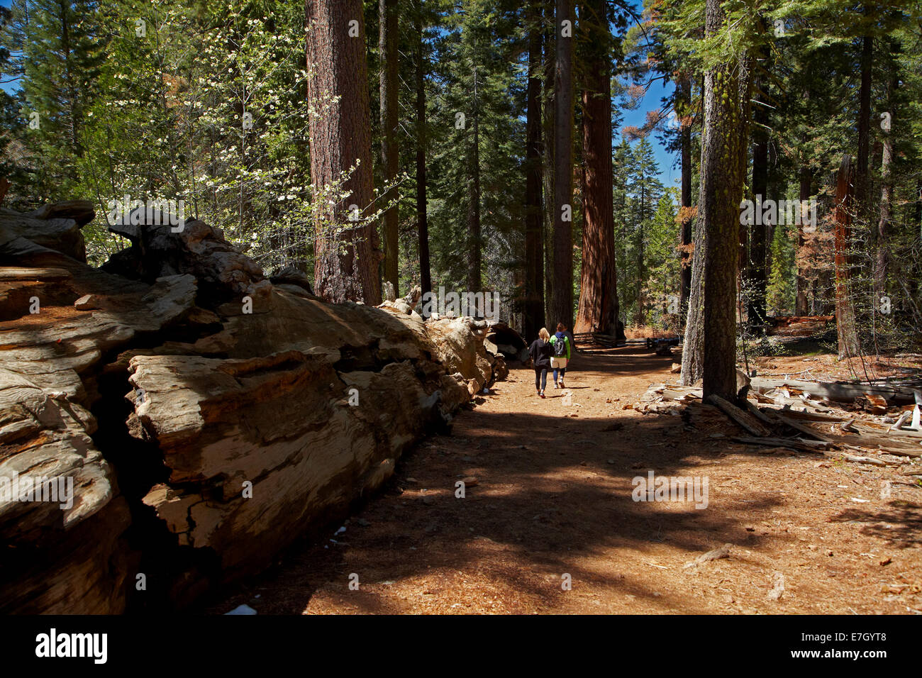 Les touristes sur la voie d'arbres Séquoia à Grove, près de Tuolumne Crane plat, Yosemite National Park, California, USA Banque D'Images