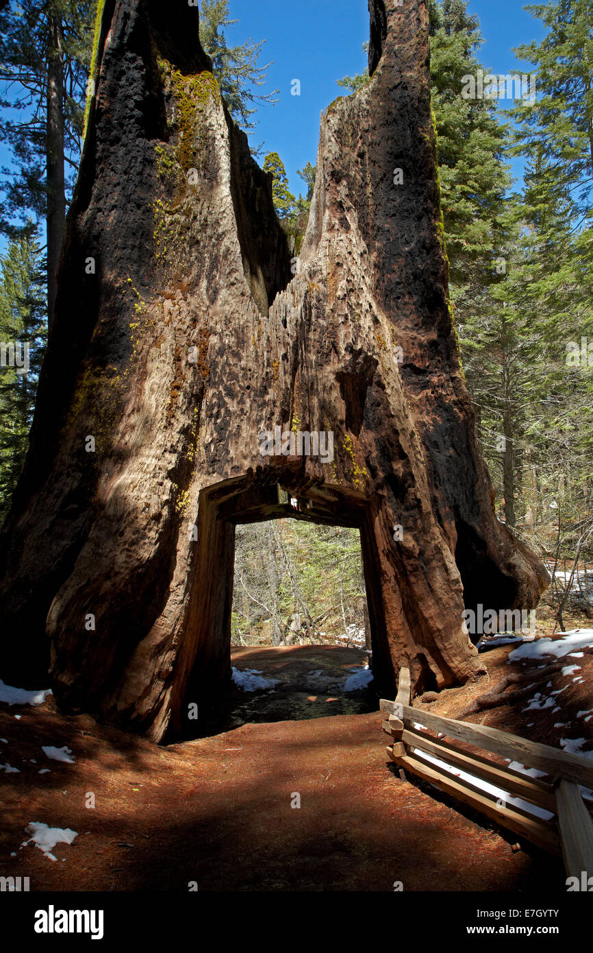 Tunnel Géant mort, arbre, près de Tuolumne Grove Crane plat, Yosemite National Park, California, USA Banque D'Images