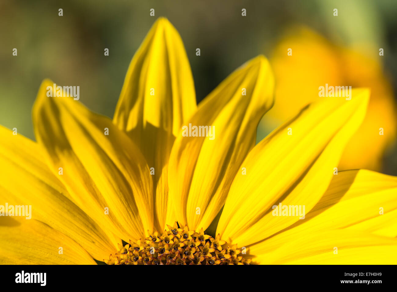 Le tournesol à Kelowna (C.-B.) Banque D'Images