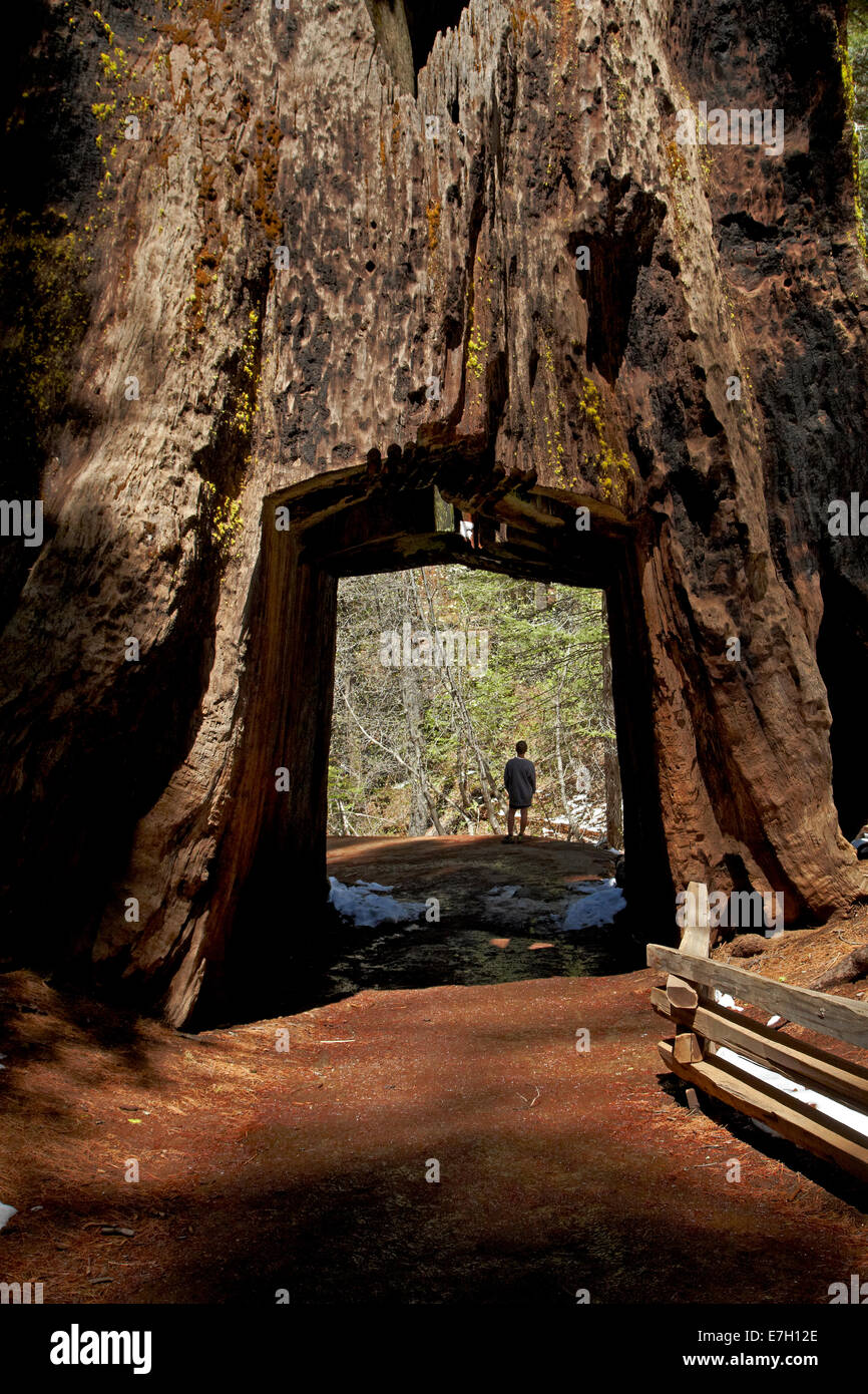 En touristique géant arbre mort Tunnel Tuolumne Grove, près de télévision, grue, Yosemite National Park, California, USA Banque D'Images