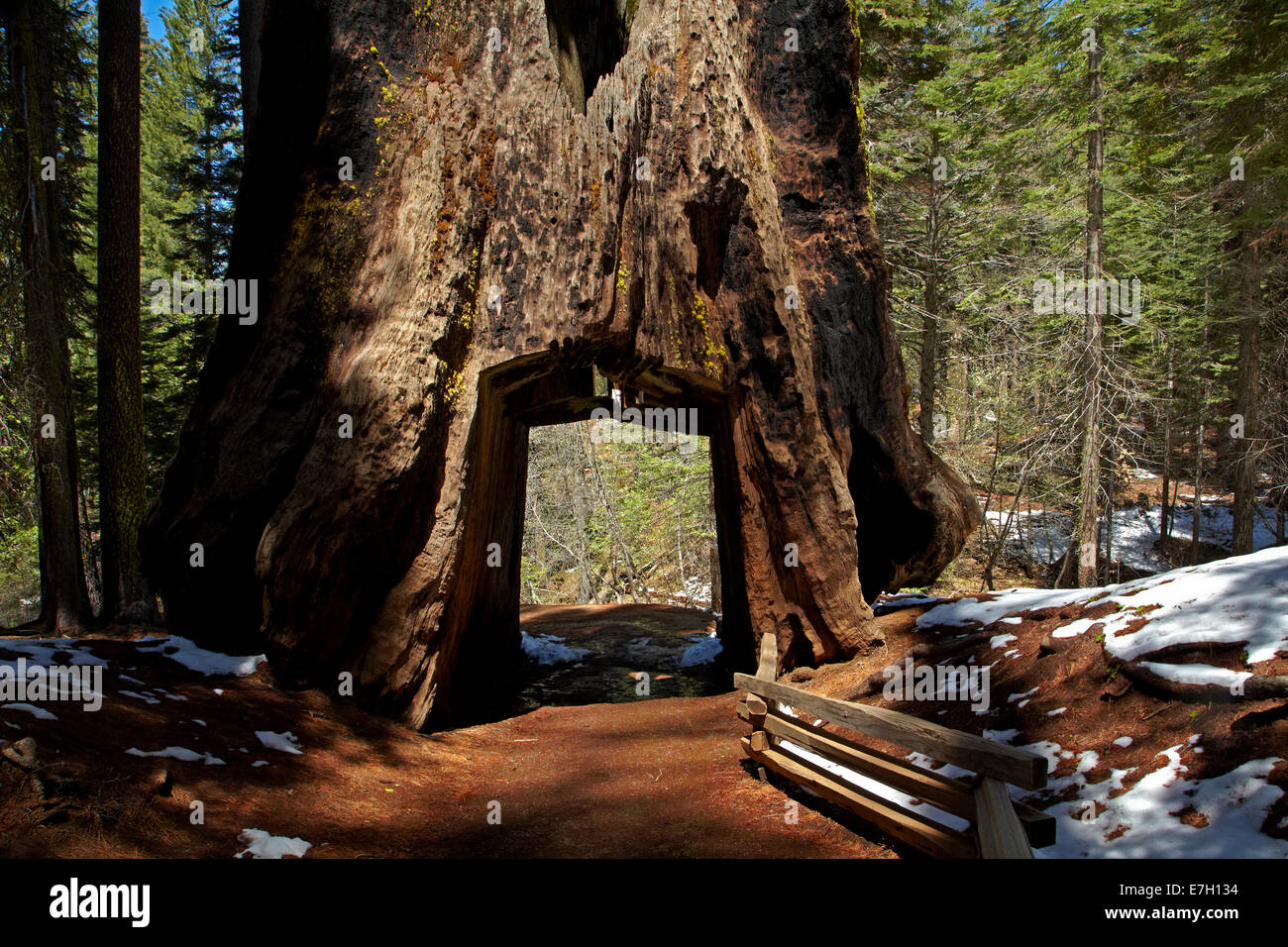 Tunnel Géant mort, arbre, près de Tuolumne Grove Crane plat, Yosemite National Park, California, USA Banque D'Images