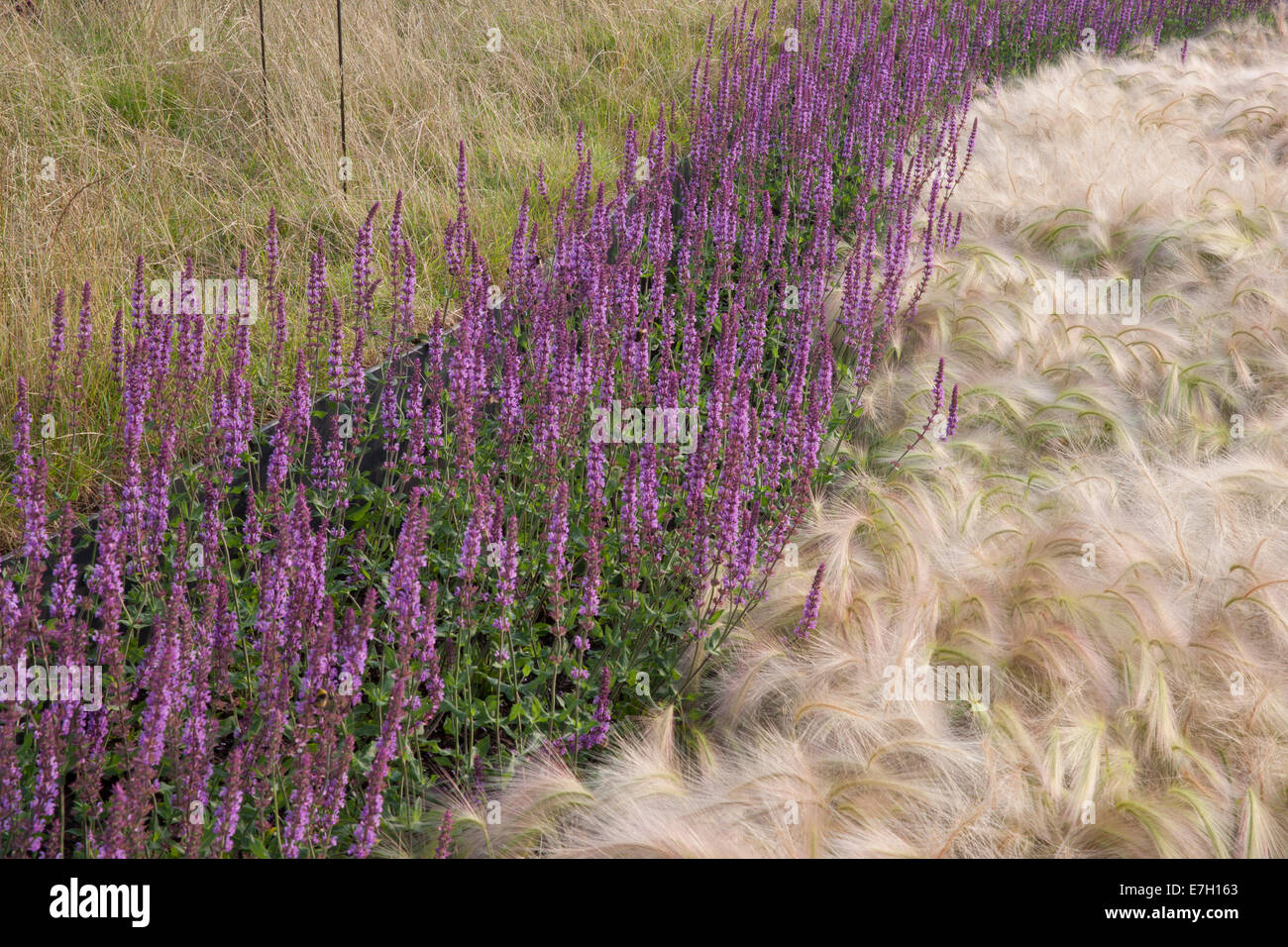Jardin - Voir le vent - plantation de Hordeum jubatum herbe ornementale d'orge Salvia nemorosa 'Amethyst' - herbes ornementales frontières Royaume-Uni Banque D'Images
