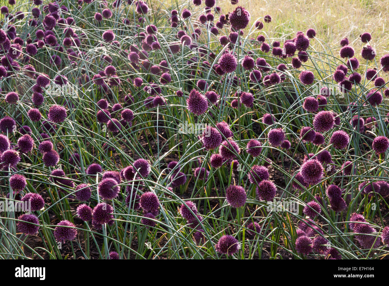 Jardin - Voir le vent - plantation d'Allium spaerocephalon- concepteurs - Joan Mulvenna et Andrew Lee Banque D'Images