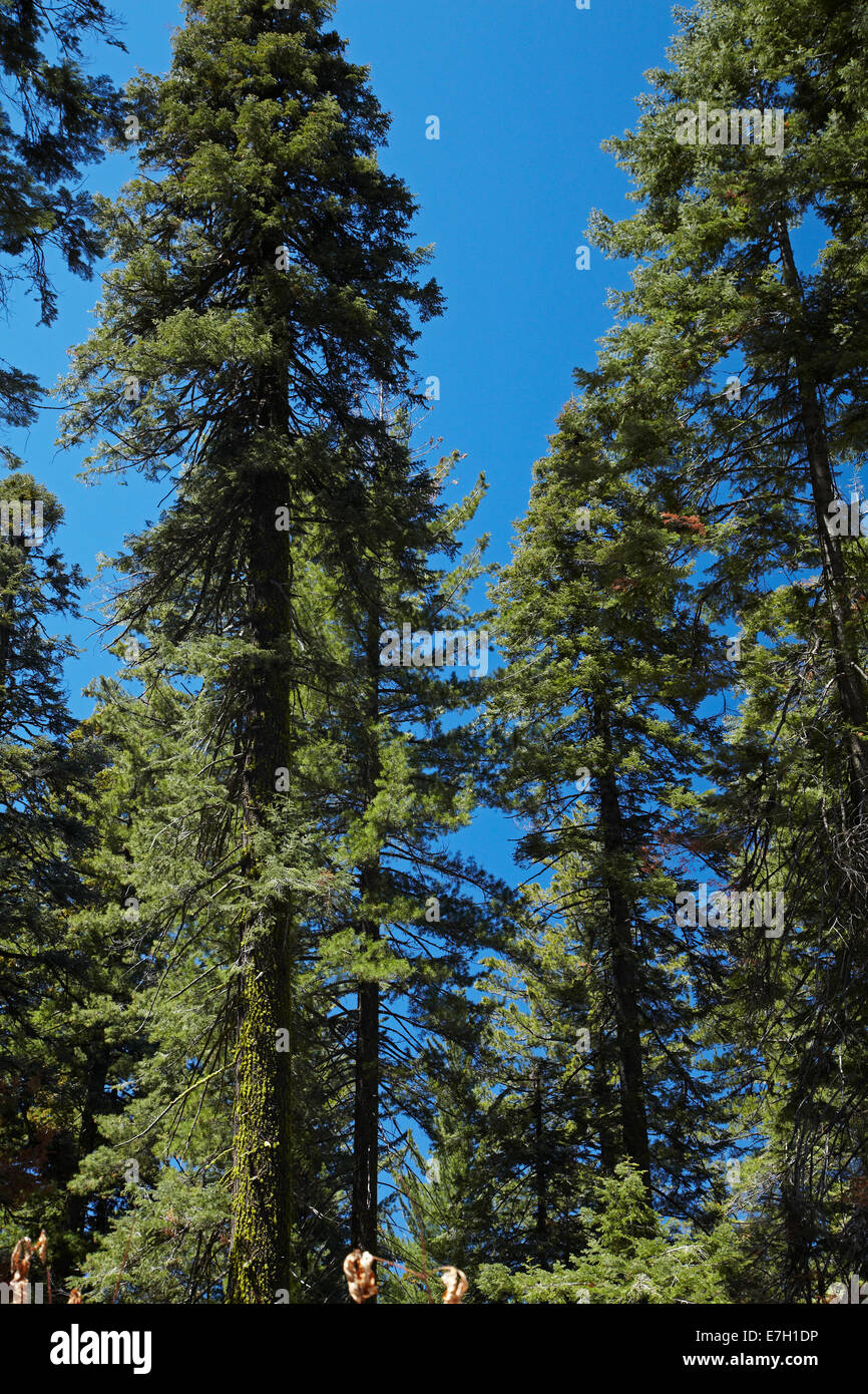 Arbres à Sequoia Tuolumne Grove, près de Crane plat, Yosemite National Park, California, USA Banque D'Images