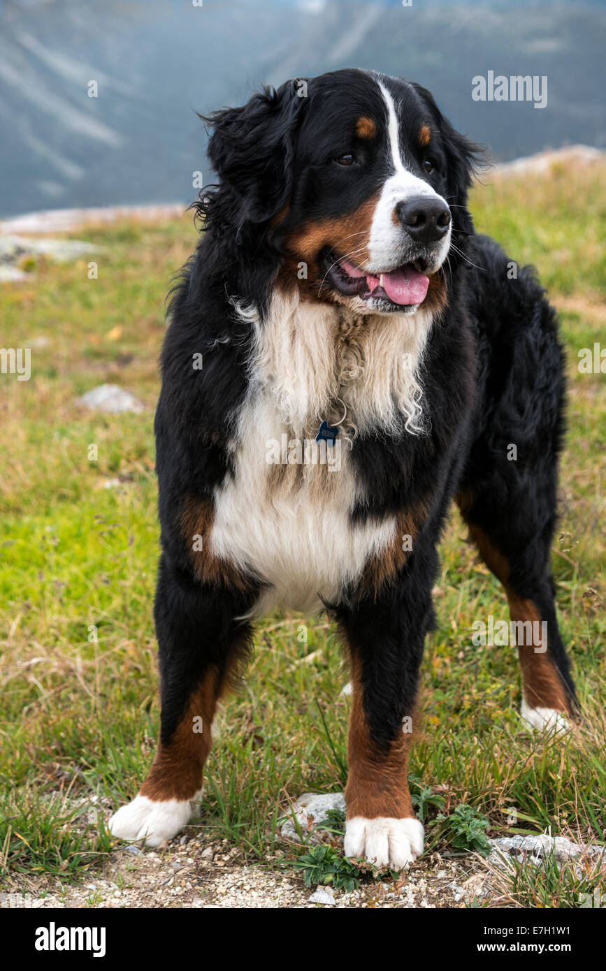 Portrait d'un chien de montagne bernois mâle, Muottas Muragl, Suisse Banque D'Images