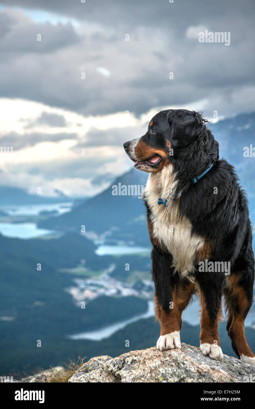 Bouvier Bernois mâle en face de la vallée de l''Engadine, Muottas Muragl. La Suisse Banque D'Images