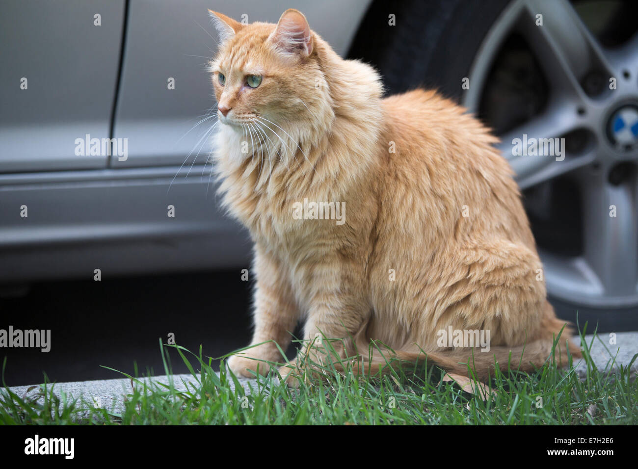 Orange houseat assis à l'extérieur sur un trottoir à côté d'un pneu de voiture. Banque D'Images