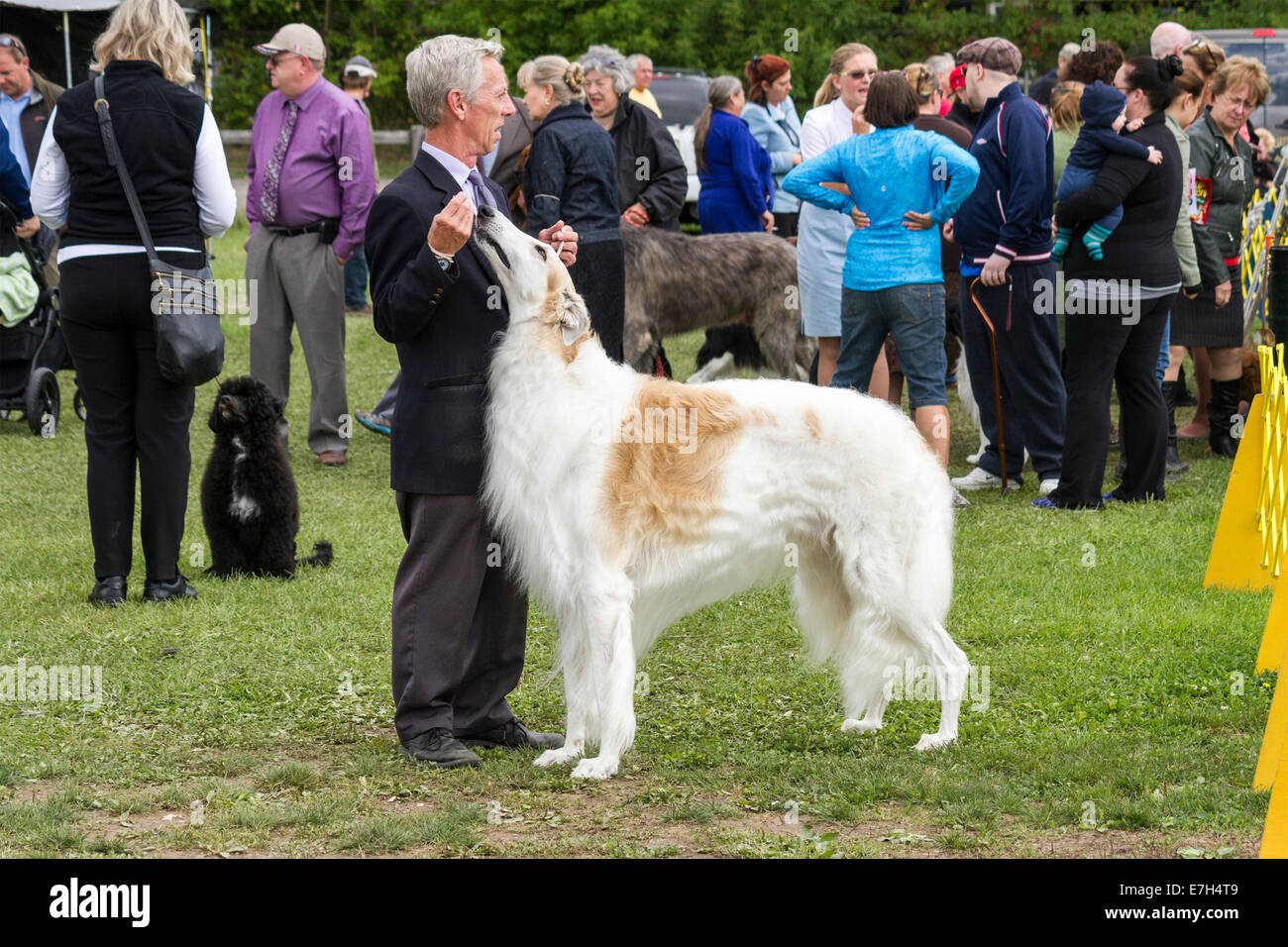 Chargeur avec Barzoï debout avec une foule de propriétaires et gestionnaires à l'échelle locale dog show. Banque D'Images