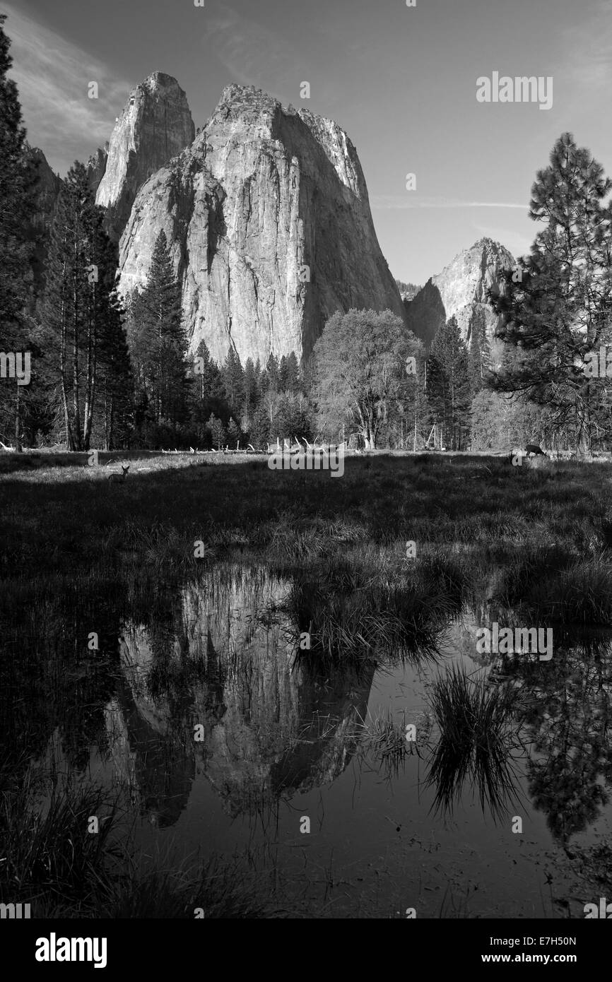 Les roches de la cathédrale reflète dans un étang dans la vallée de Yosemite, et le cerf mulet (Odocoileus hemionus), Yosemite National Park, Californie, Banque D'Images