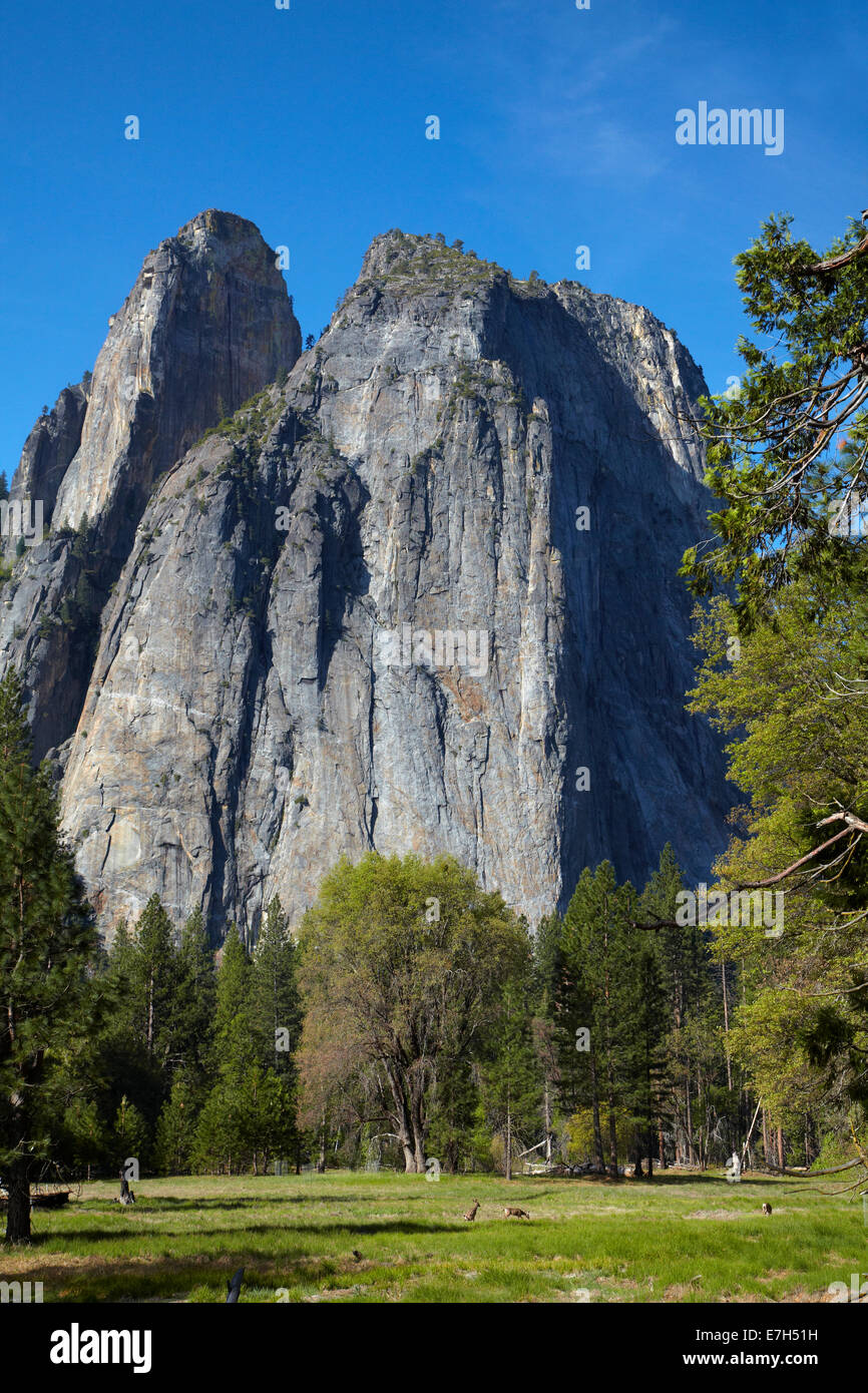 Les roches de la cathédrale et le cerf mulet (Odocoileus hemionus), Yosemite Valley, Yosemite National Park, California, USA Banque D'Images