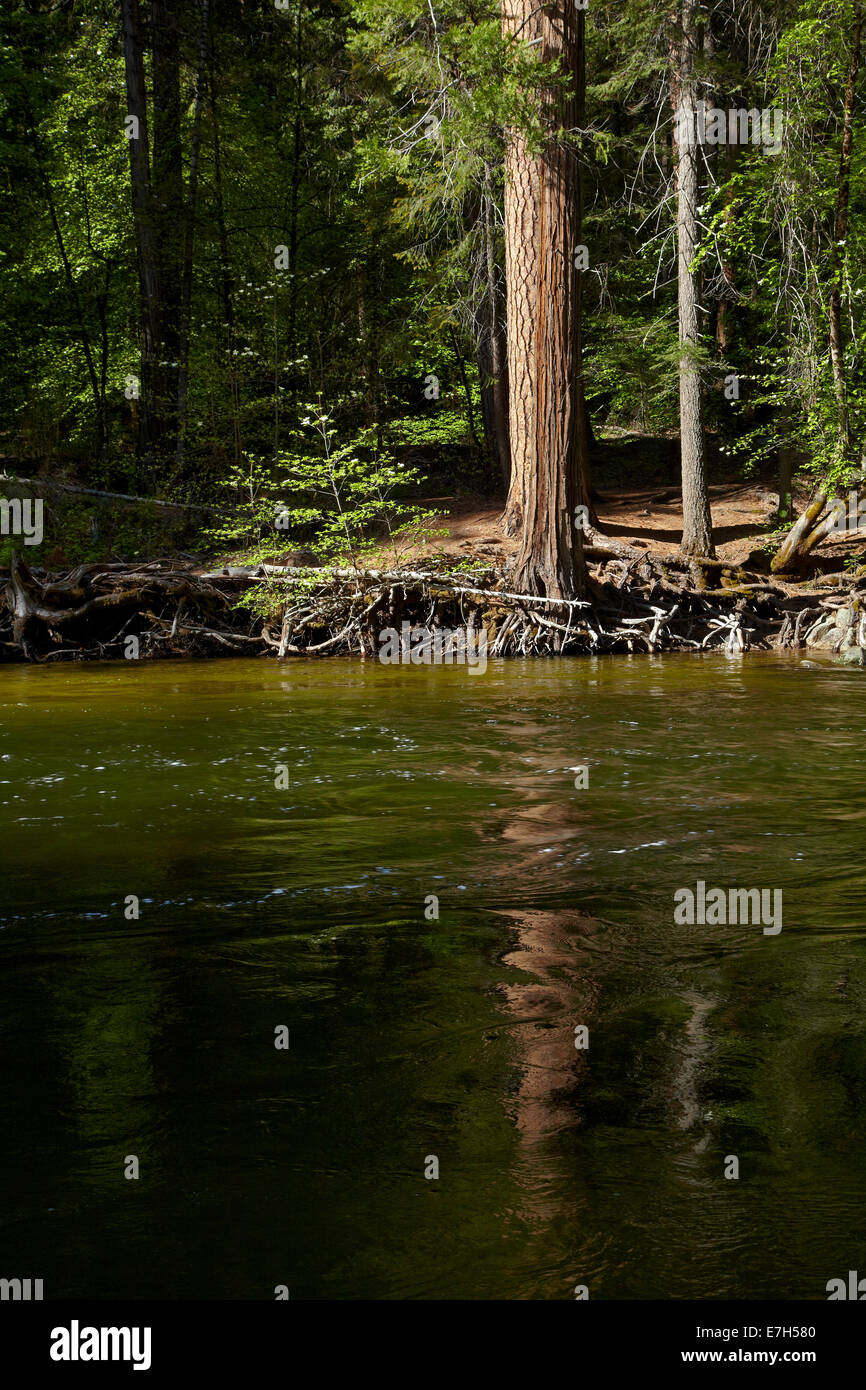 Reflet des arbres dans la rivière Merced, Yosemite Valley, Yosemite National Park, California, USA Banque D'Images