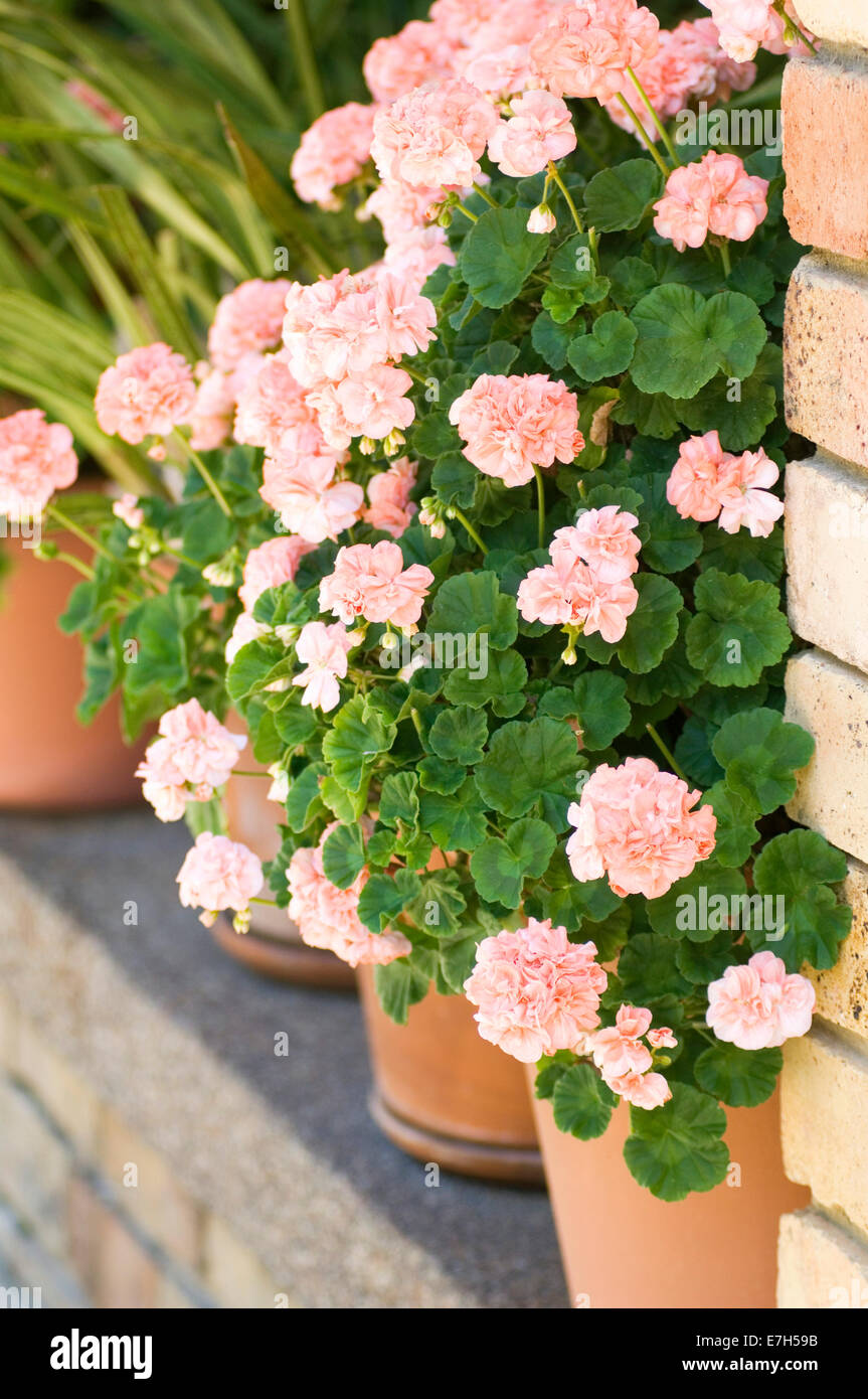 Portrait de Pélargonium rose clair en face de blond, mur de brique. Banque D'Images