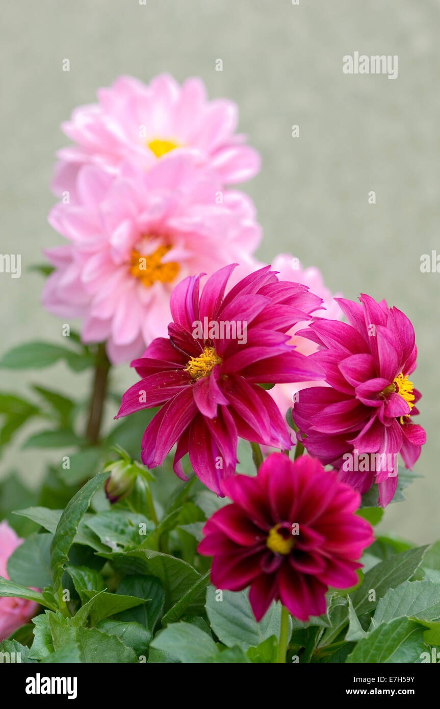 Close-up portrait of light et dark pink Dahlia Nain fleurs. Banque D'Images