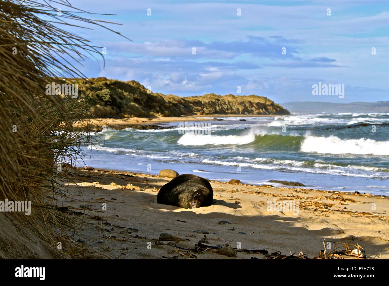 Un lion de mer dort sur la plage ci-dessous Waipapa Point Lighthouse, île du Sud Nouvelle-Zélande Banque D'Images