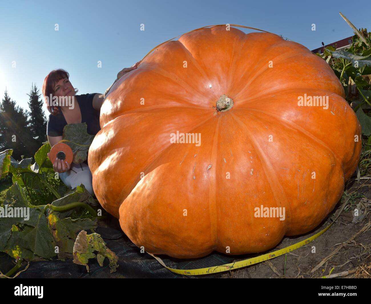Fuerstenwalde, Allemagne. 18 Sep, 2014. Le jardinier amateur Silvia Manteuffel mesure la circonférence de son géant citrouille à Fuerstenwalde, Allemagne, 18 septembre 2014. Elle est un passe-temps de jardinier et c'est sa première tentative de pumkins croissante. Elle espère pour une citrouille de 100 kg, mais elle pèse 260 kg. Le potiron, qui a déjà étendu de la moitié de son jardin, reçoit entre 500 et 1000 litres d'eau par jour. Il a encore un peu de temps pour grandir, avant qu'il est récolté et exposées dans un magasin de matériel. Photo : PATRICK PLEUL/dpa/Alamy Live News Banque D'Images