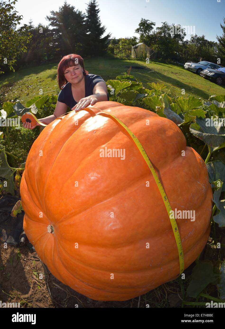 Fuerstenwalde, Allemagne. 18 Sep, 2014. Le jardinier amateur Silvia Manteuffel mesure la circonférence de son géant citrouille à Fuerstenwalde, Allemagne, 18 septembre 2014. Elle est un passe-temps de jardinier et c'est sa première tentative de pumkins croissante. Elle espère pour une citrouille de 100 kg, mais elle pèse 260 kg. Le potiron, qui a déjà étendu de la moitié de son jardin, reçoit entre 500 et 1000 litres d'eau par jour. Il a encore un peu de temps pour grandir, avant qu'il est récolté et exposées dans un magasin de matériel. Photo : PATRICK PLEUL/dpa/Alamy Live News Banque D'Images