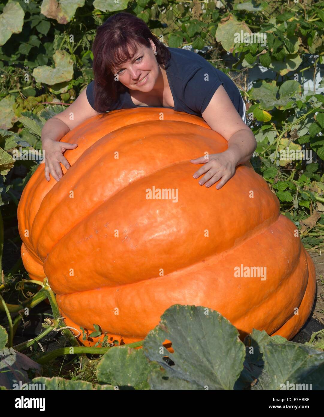 Fuerstenwalde, Allemagne. 18 Sep, 2014. Le jardinier amateur Silvia Manteuffel hugs son géant citrouille à Fuerstenwalde, Allemagne, 18 septembre 2014. Elle est un passe-temps de jardinier et c'est sa première tentative de pumkins croissante. Elle espère pour une citrouille de 100 kg, mais elle pèse 260 kg. Le potiron, qui a déjà étendu de la moitié de son jardin, reçoit entre 500 et 1000 litres d'eau par jour. Il a encore un peu de temps pour grandir, avant qu'il est récolté et exposées dans un magasin de matériel. Photo : PATRICK PLEUL/dpa/Alamy Live News Banque D'Images