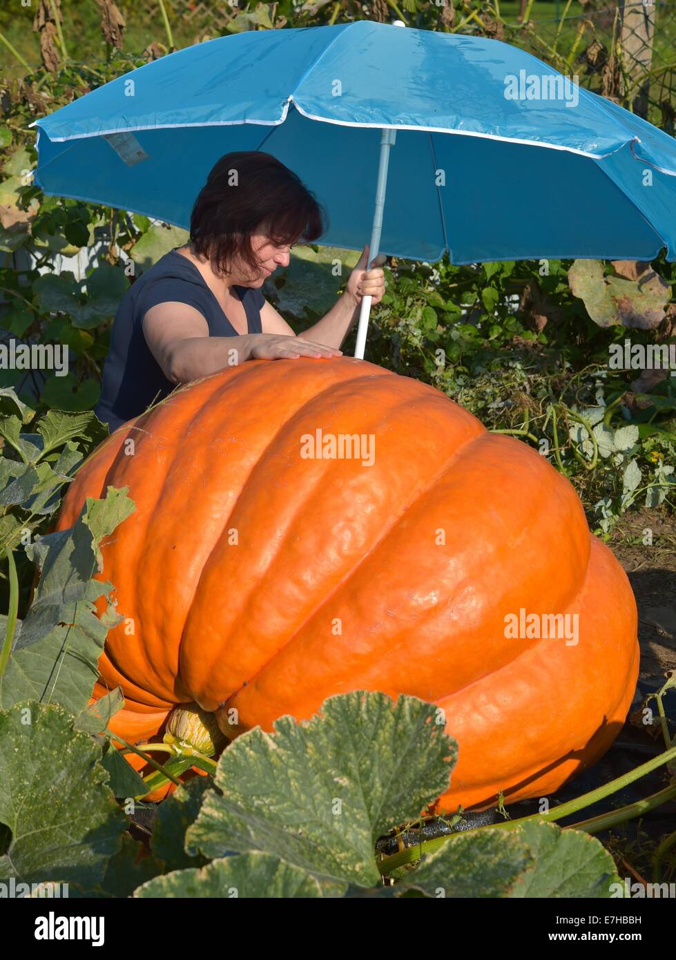 Fuerstenwalde, Allemagne. 18 Sep, 2014. Le jardinier amateur Silvia Manteuffel met en place un parasol pour protéger son géant citrouille à Fuerstenwalde, Allemagne, 18 septembre 2014. Elle est un passe-temps de jardinier et c'est sa première tentative de pumkins croissante. Elle espère pour une citrouille de 100 kg, mais elle pèse 260 kg. Le potiron, qui a déjà étendu de la moitié de son jardin, reçoit entre 500 et 1000 litres d'eau par jour. Il a encore un peu de temps pour grandir, avant qu'il est récolté et exposées dans un magasin de matériel. Photo : PATRICK PLEUL/dpa/Alamy Live News Banque D'Images