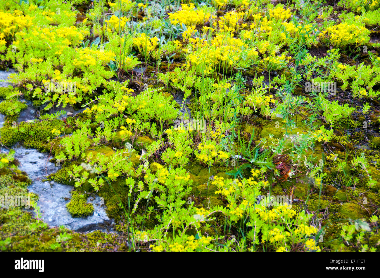 Un champ d'herbes et de mousse formant un motif coloré Banque D'Images