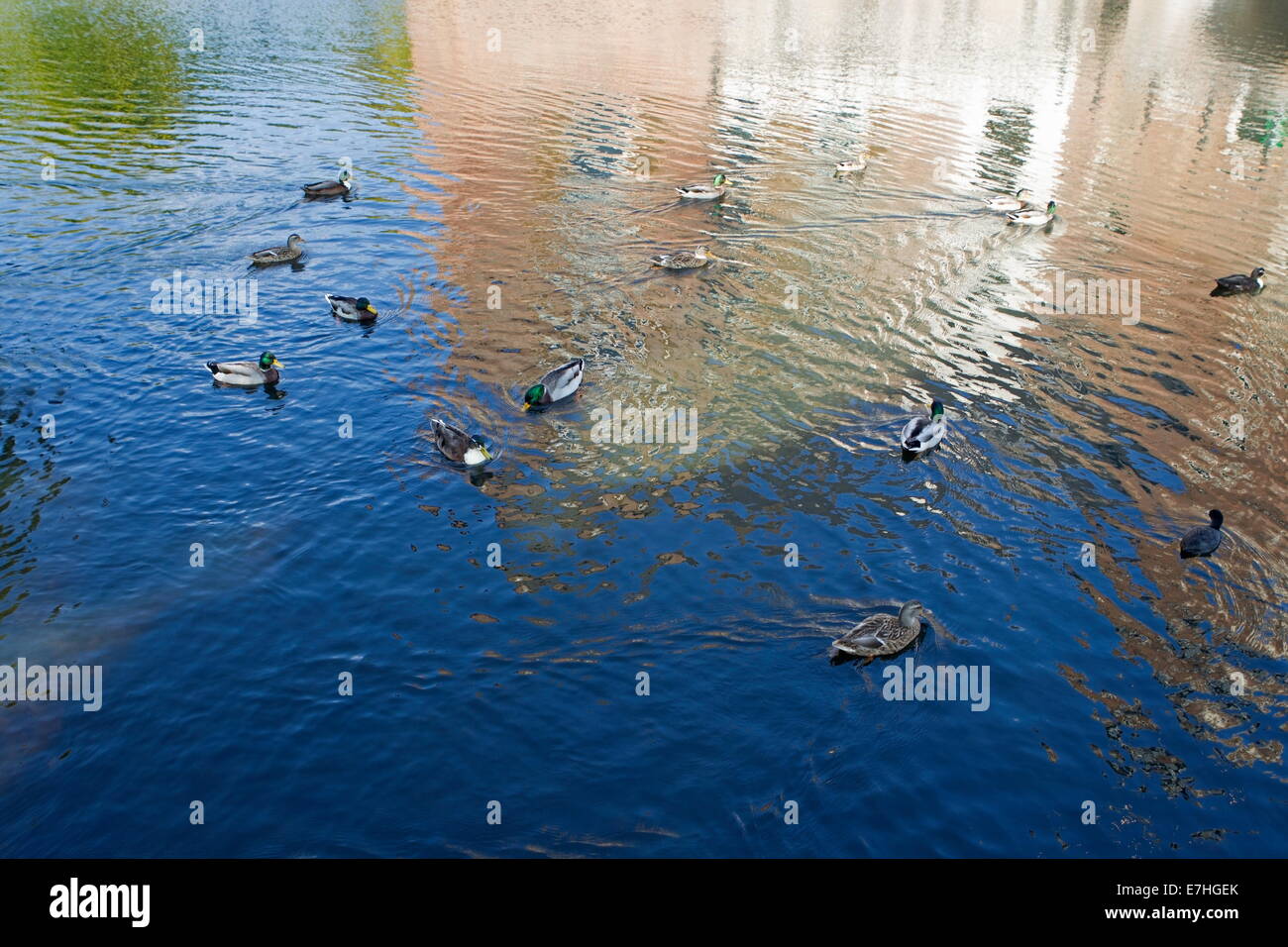 Canards dans un étang, Pays-Bas Banque D'Images