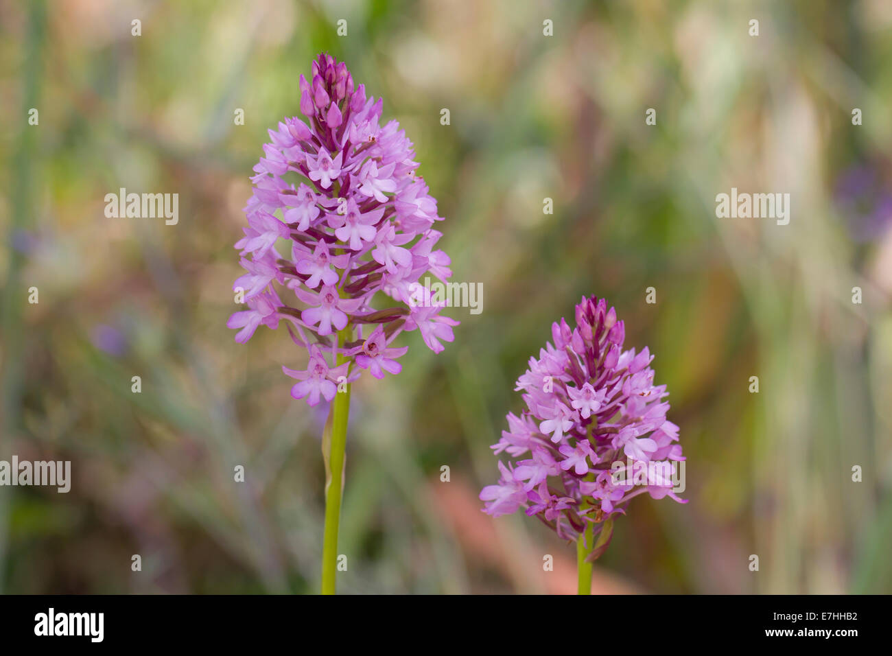 Anacamptis pyramidalis Pyramidenhundswurz Pyramidenstendel Orchidée pyramidale Pyramidenorchis Spitzorchis Banque D'Images