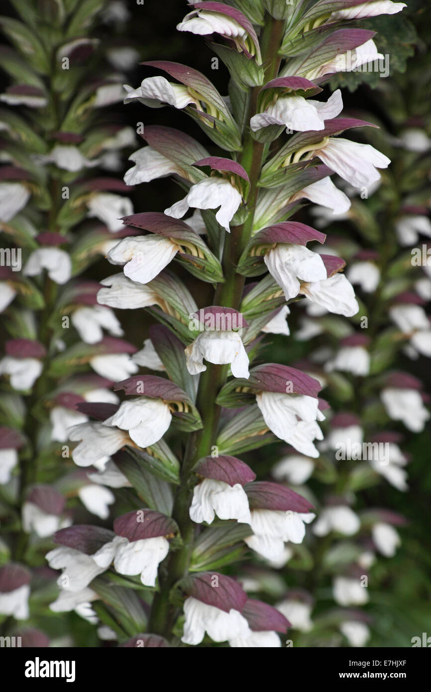 Détail de floraison Acanthus spinosus également connu sous le nom de Bear's culottes Banque D'Images