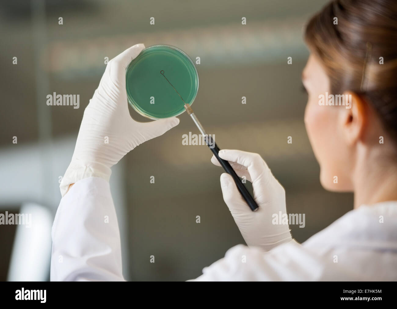 Scientist examining petri dish in lab Banque D'Images