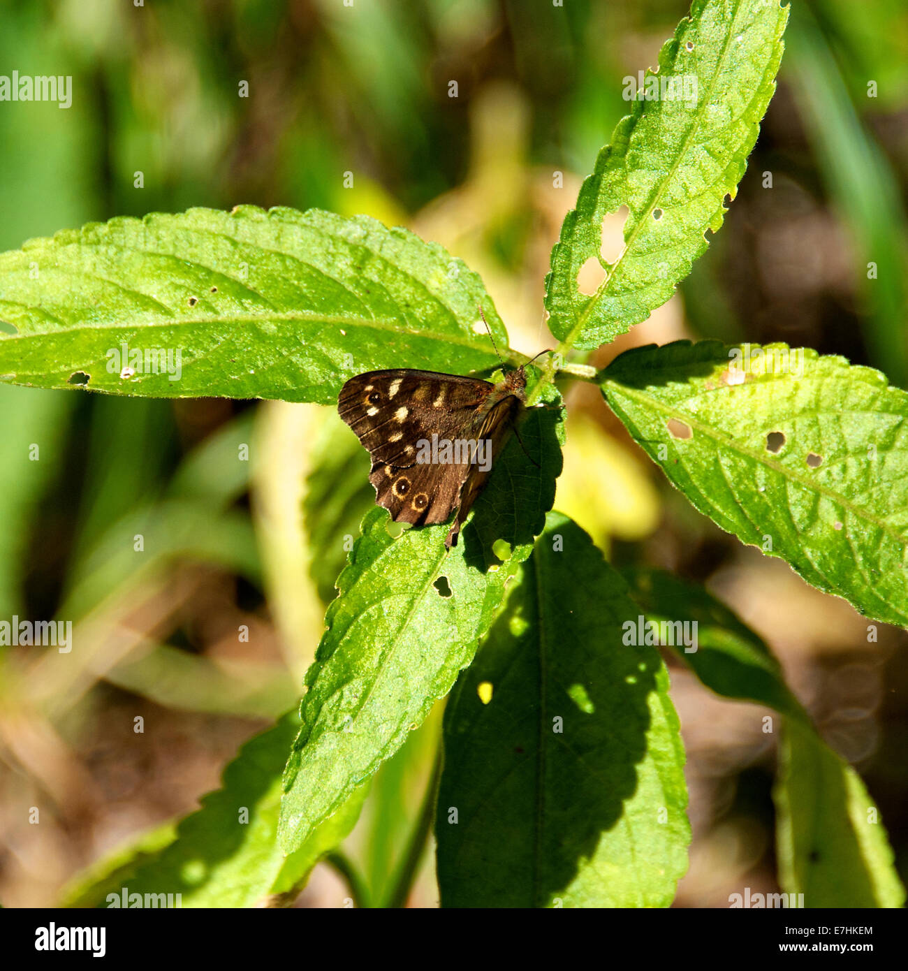 Reigate, Surrey, UK. 18 sept., 2014. Sur le jour de septembre 2014, un 'Papillon Bois mouchetée Pararge aegeria' repose sur une feuille dans un bois au pied des North Downs, Reigate, Surrey : Crédit photo par Lindsay Le gendarme / Alamy Live News Banque D'Images