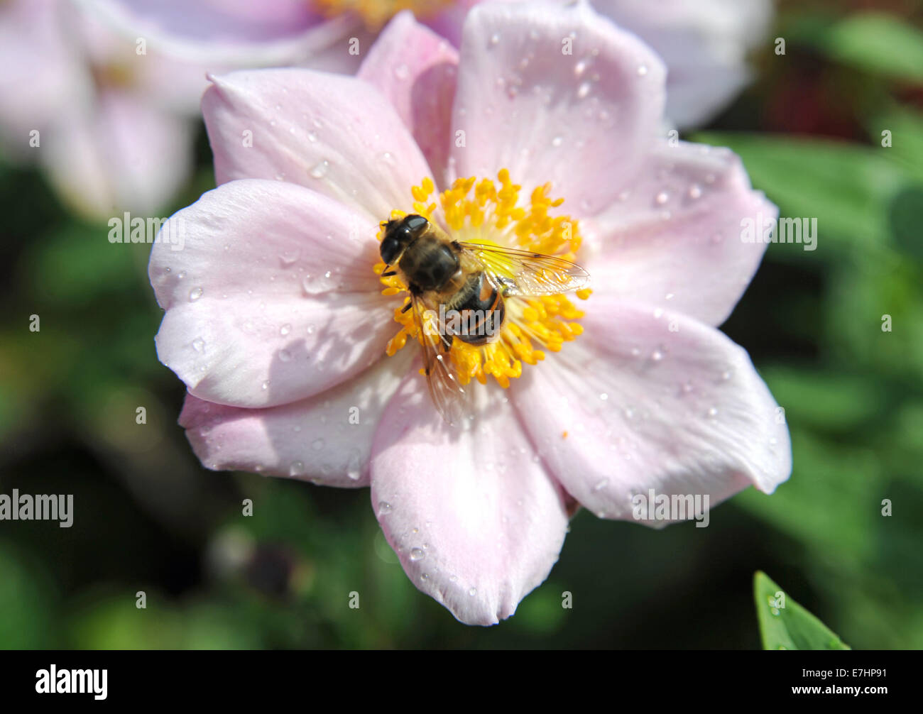 Abeille sur une fleur Anemone hupehensis Anemone chinois 'Abondance' Hadspen Banque D'Images