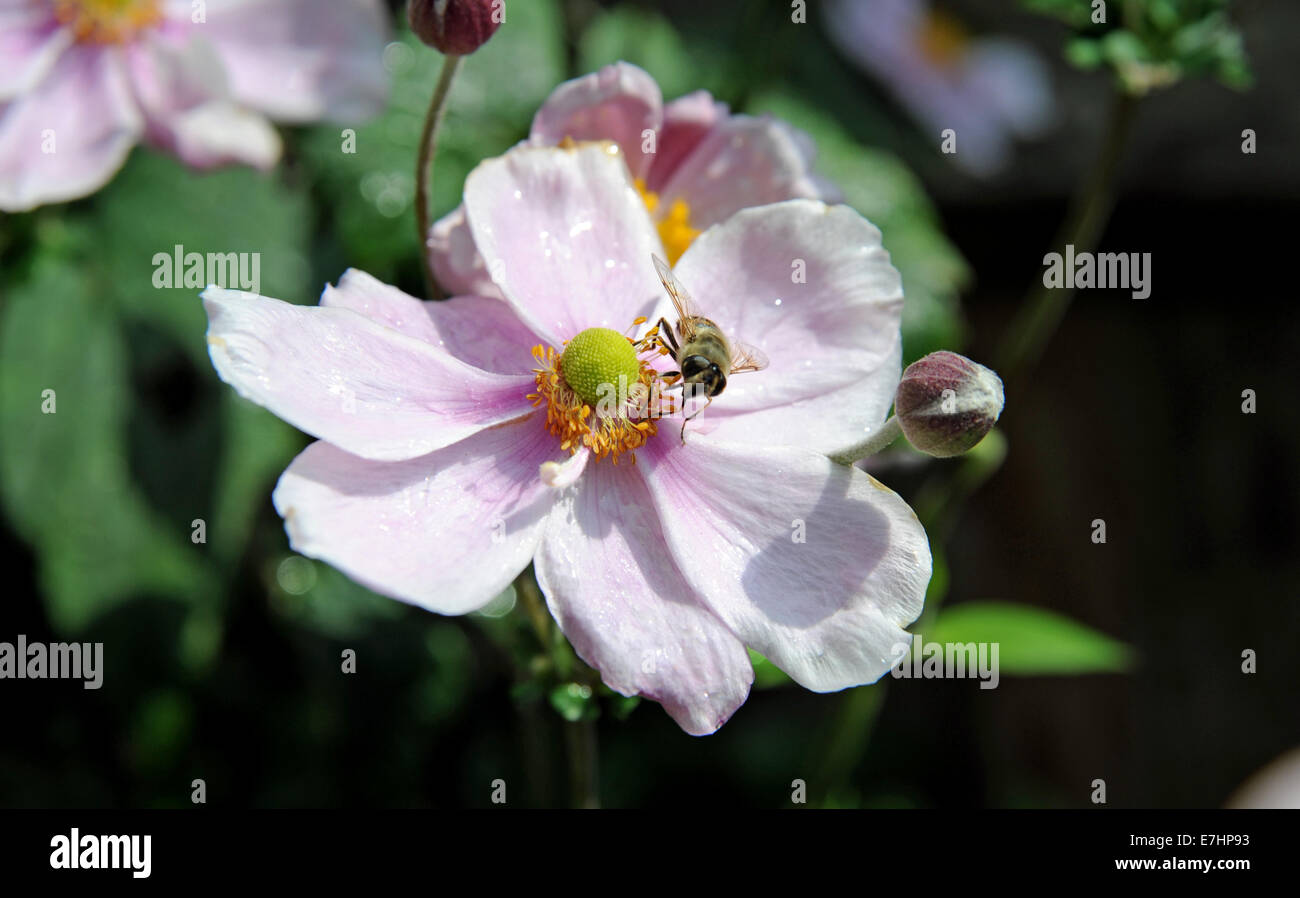 Abeille sur une fleur Anemone hupehensis Anemone chinois 'Abondance' Hadspen Banque D'Images