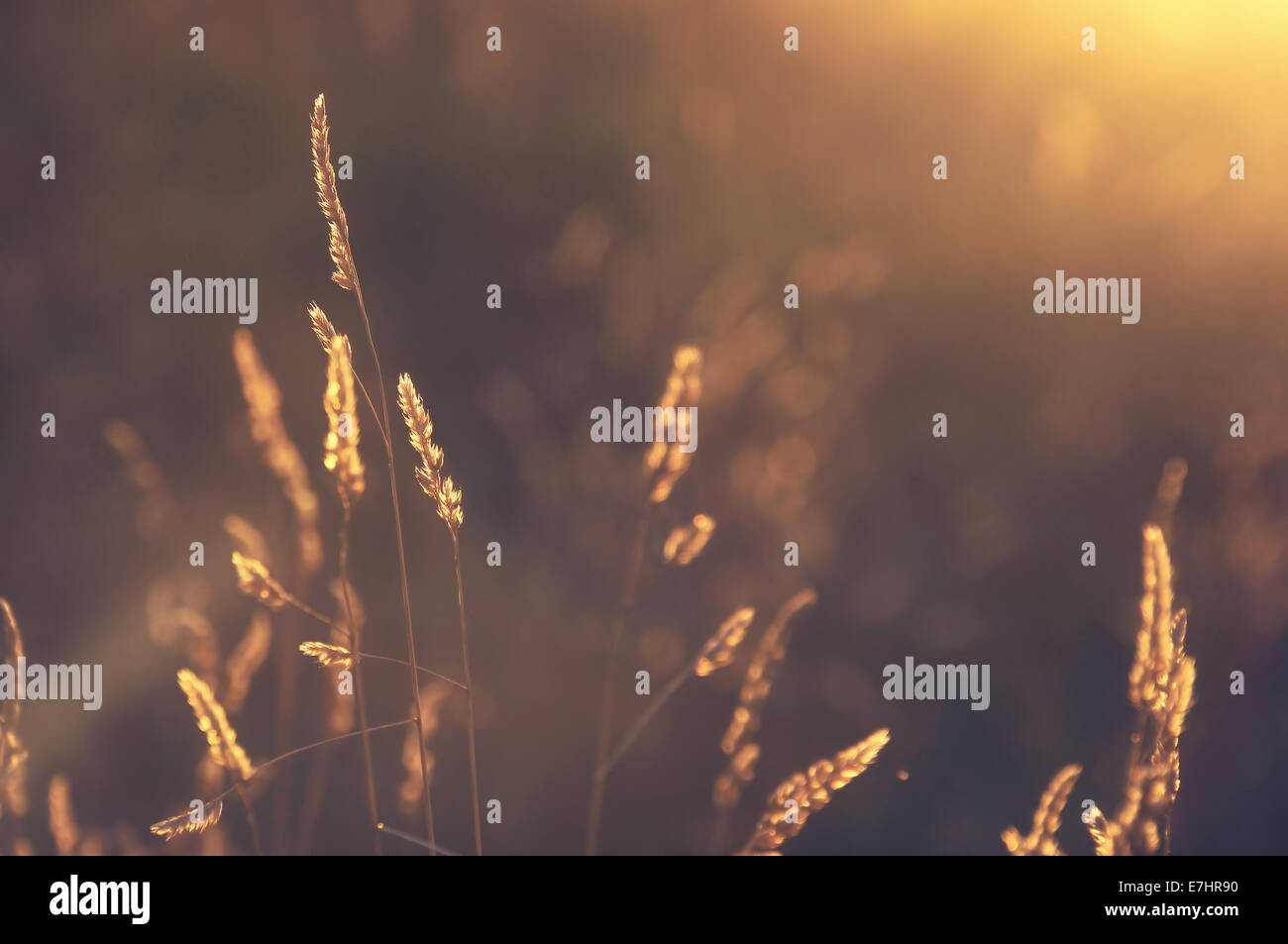 Les plantes au coucher du soleil avec lumière arrière Banque D'Images