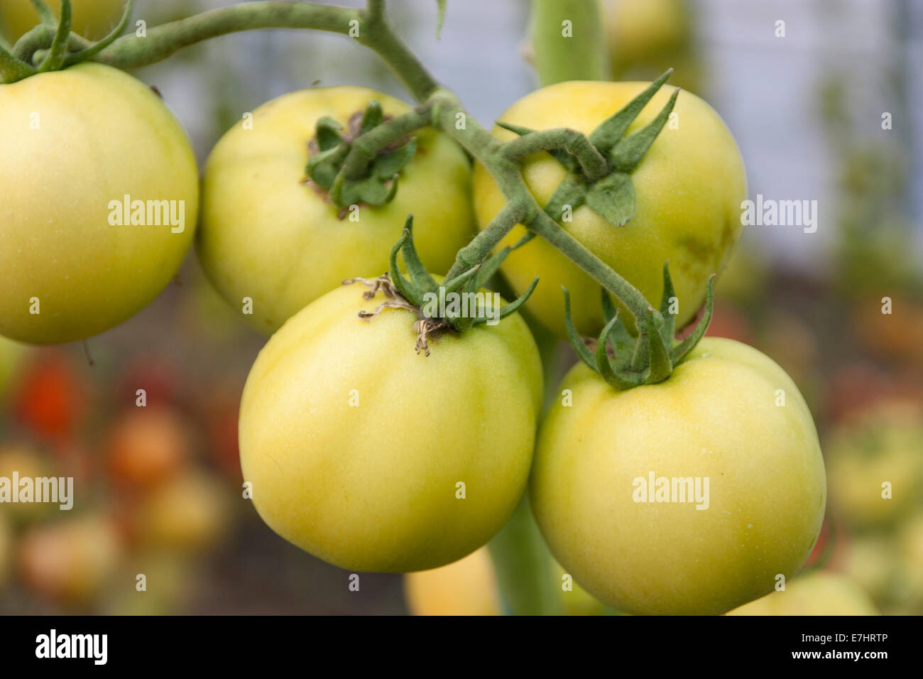 Les tomates vertes organiques sur la vigne Banque D'Images