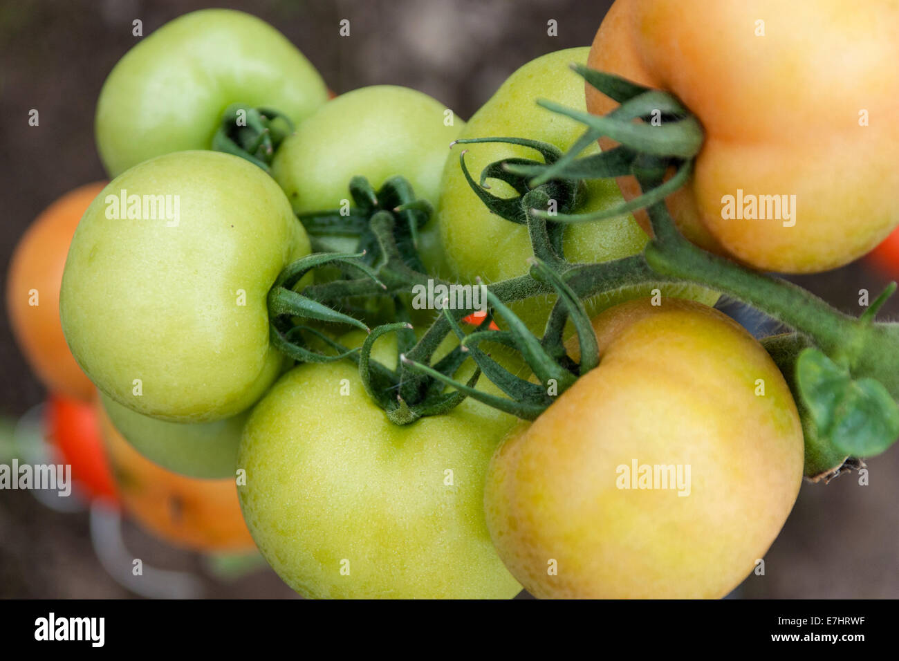 Les tomates vertes organiques sur la vigne Banque D'Images