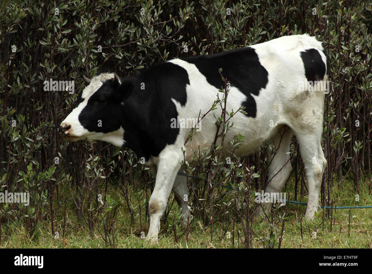 Une vache Holstein qui paissent dans un pâturage d'agriculteurs à Cotacachi (Équateur) Banque D'Images