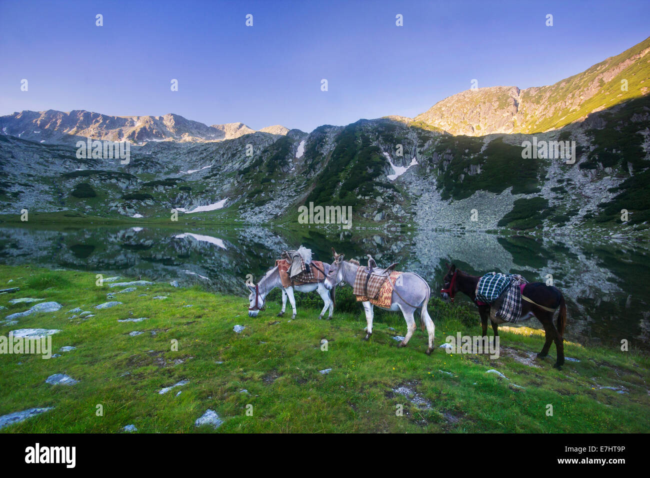 Mules transportant du berger par un lac alpin dans le Parc National Retezat, montagnes des Carpates, en Roumanie. Banque D'Images